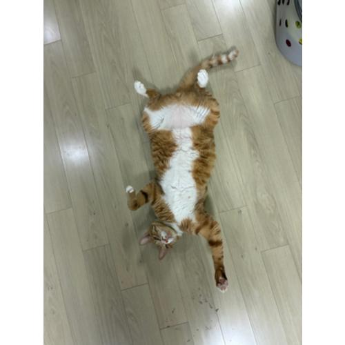 이동호